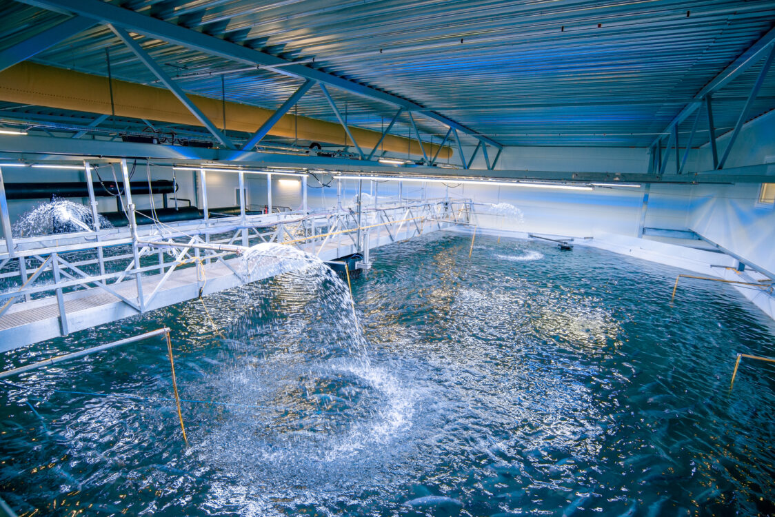 Fish tank in Hima Seafoods facilities.