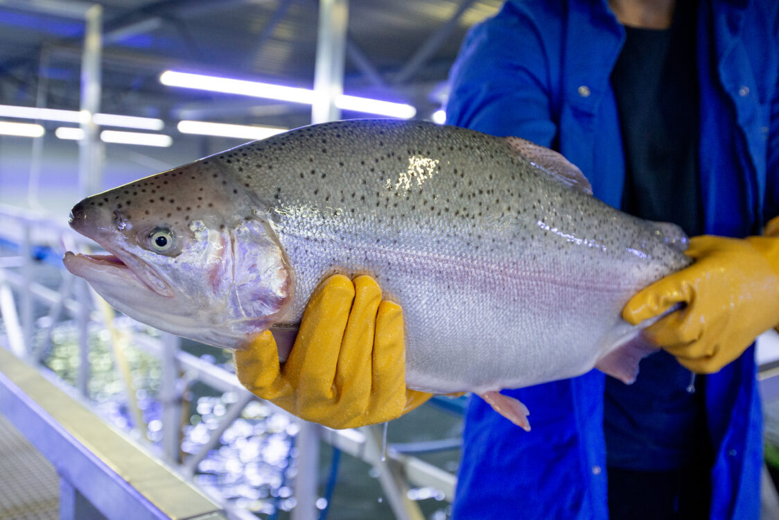 A trout at Hima Seafood.